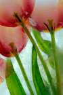 Tulips in ice Art Print